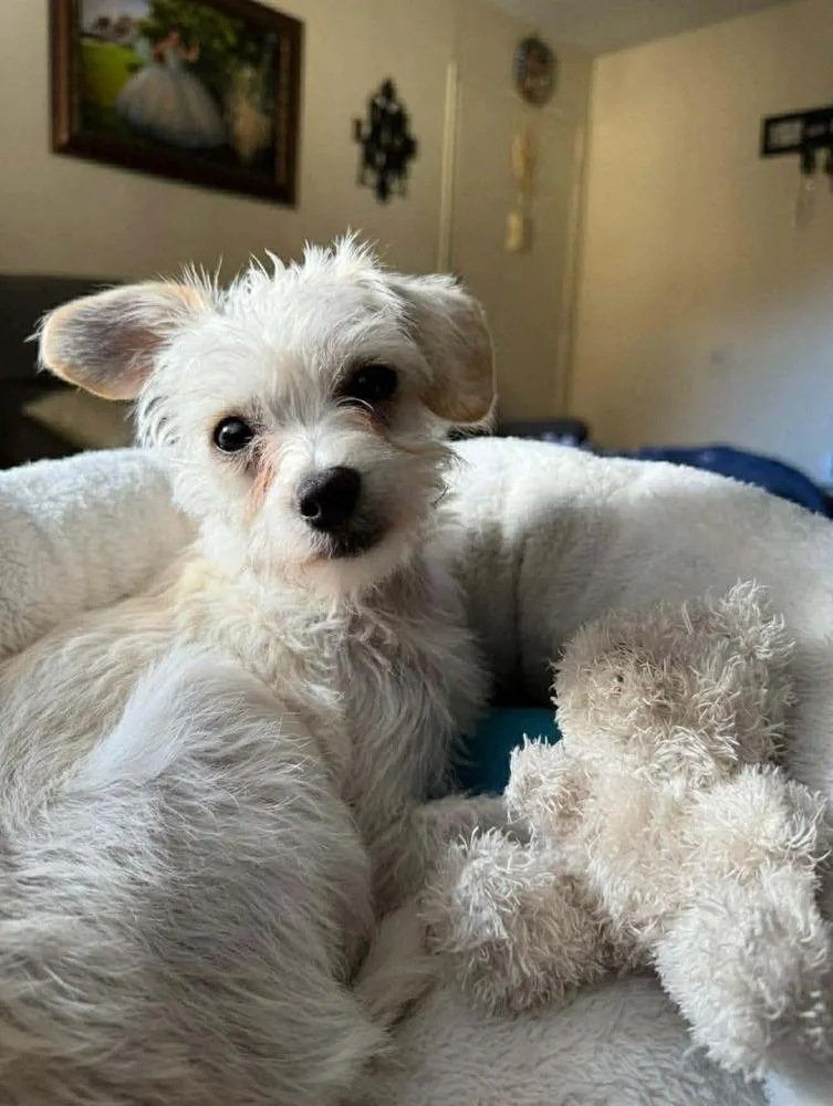 Johnny Appleseed thumbnail 5