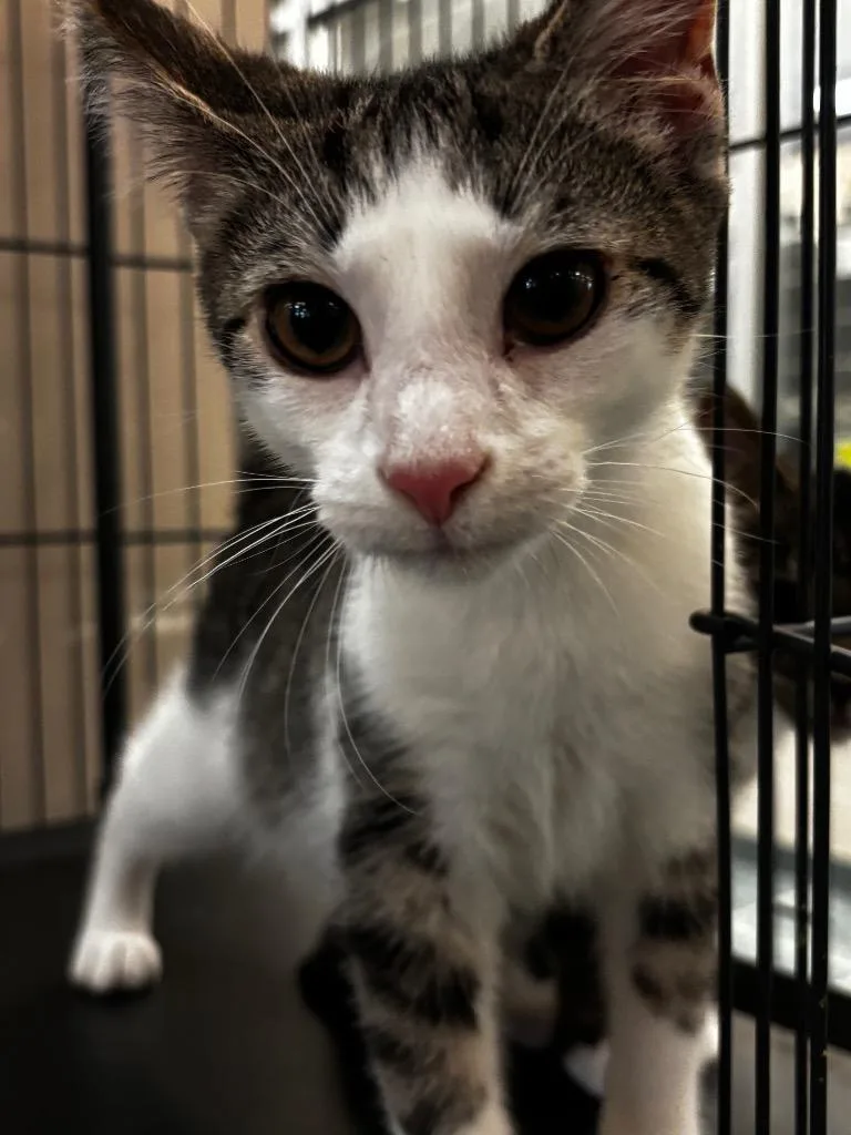 A baby small-sized male Domestic Short Hair cat named Mochi for adoption in Lima, OH