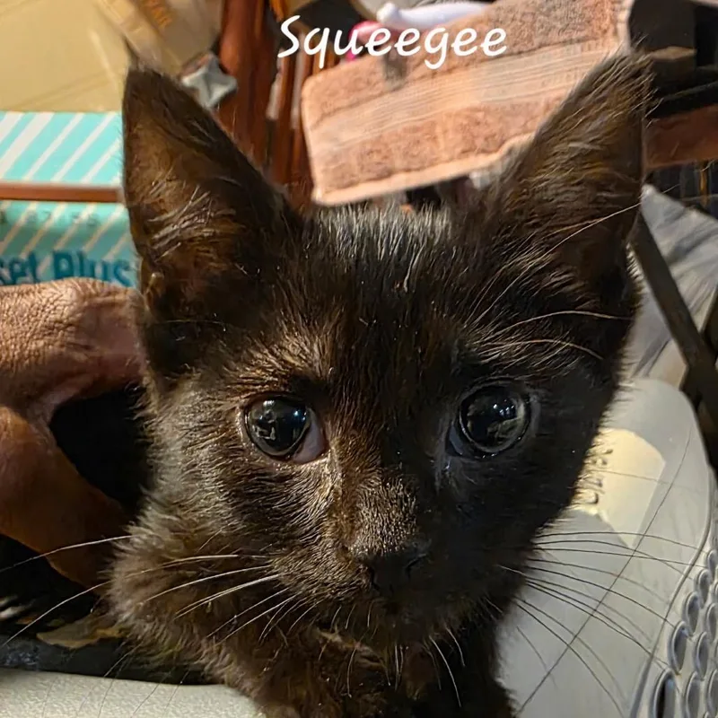 A baby small-sized female Black Domestic Short Hair cat named Squeegee for adoption in Waldorf, MD