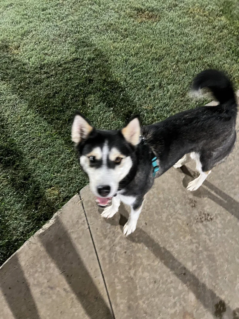 An adult medium-sized female Siberian Husky dog named Maxine for adoption in Carrollton, TX