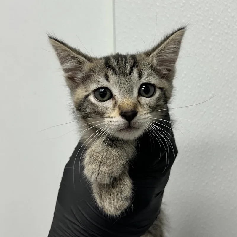 A baby small-sized female Gray / Blue / Silver Domestic Short Hair cat named Zillah for adoption in Abilene, TX