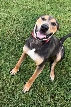An adult large-sized male Coonhound dog named Danny for adoption in Tulsa, OK