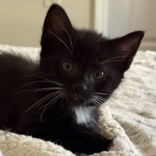 A baby small-sized female Tuxedo cat named Pipa for adoption in Knoxville, TN