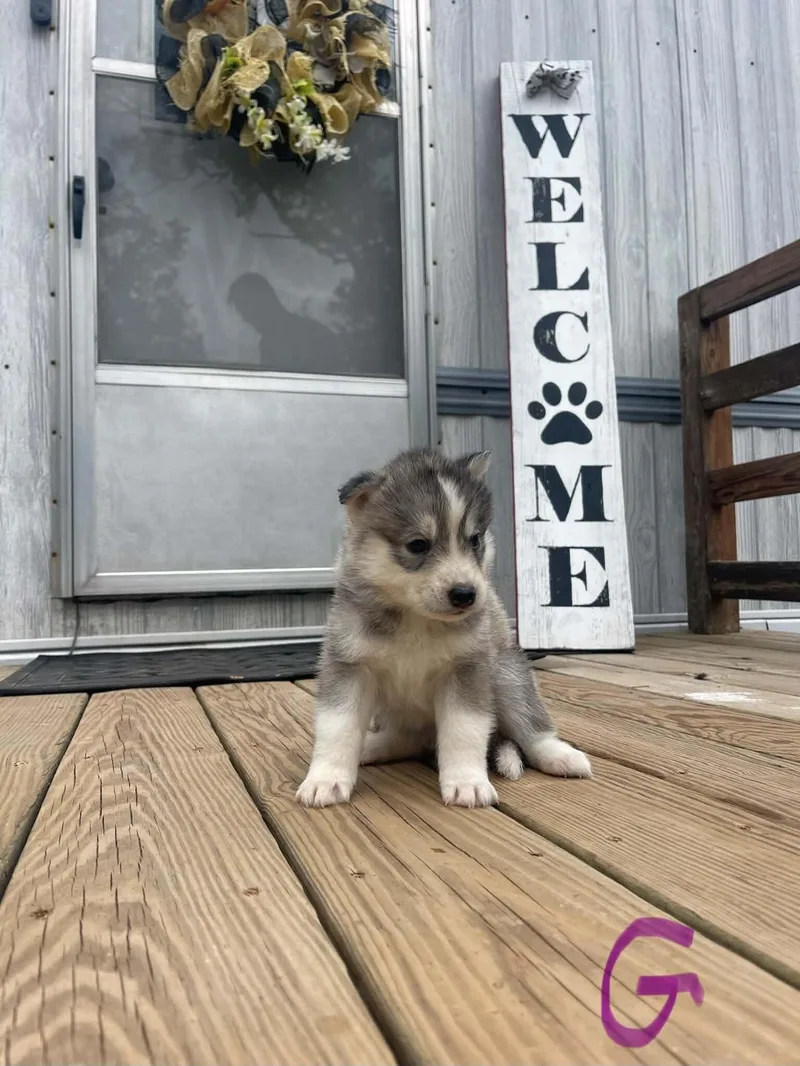 A baby medium-sized female Gray / Blue / Silver Husky dog named Sabrina for adoption in Partlow, VA