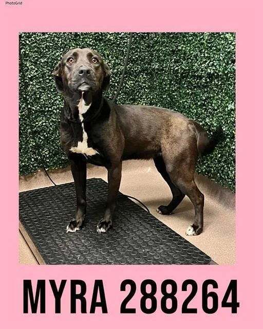 An adult medium-sized female Labrador Retriever dog named Myra for adoption in Macon, GA