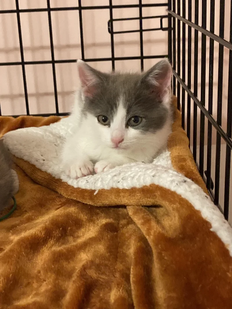 A young small-sized female Domestic Short Hair cat named Wendy Darling for adoption in Pinson, AL