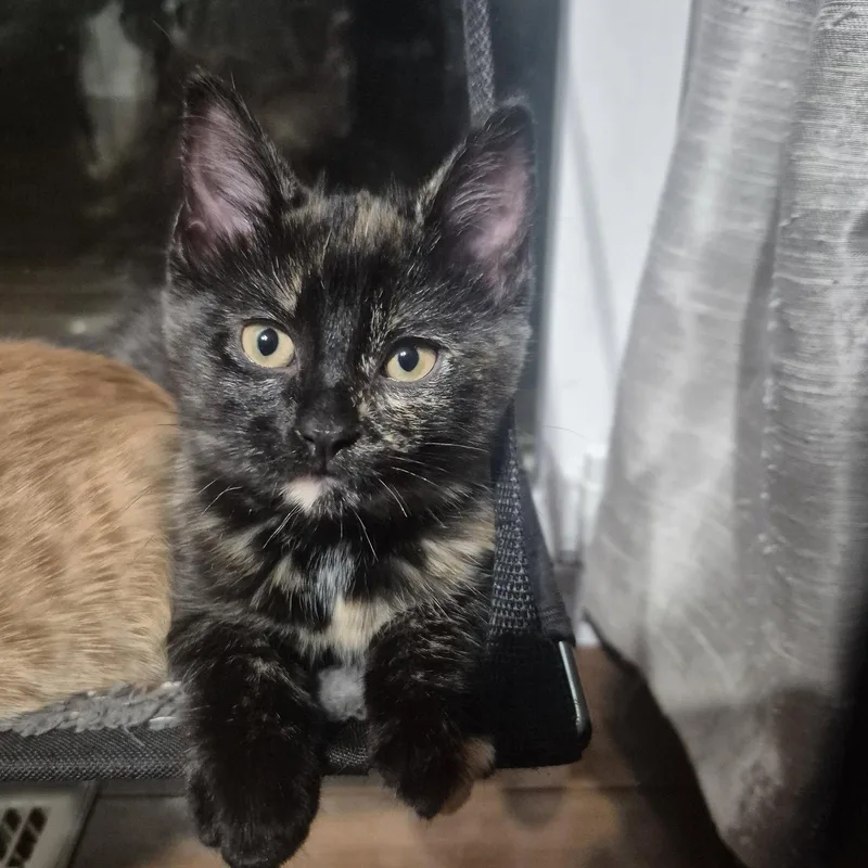 Pearla