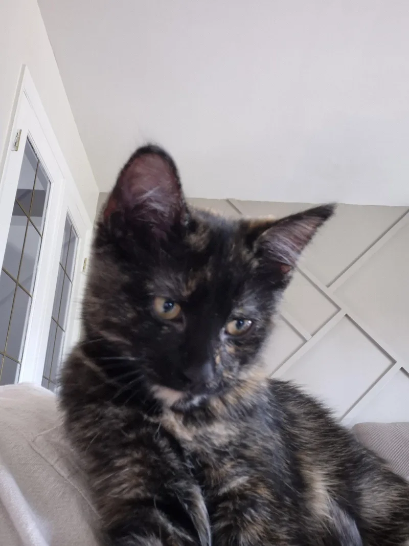 Pearla thumbnail 3