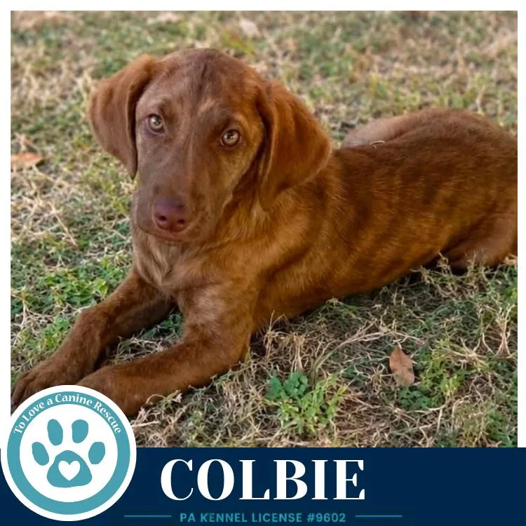 A baby large-sized female Hound dog named Colbie for adoption in Kimberton, PA