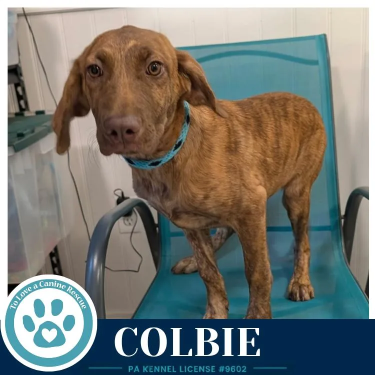 Colbie thumbnail 3
