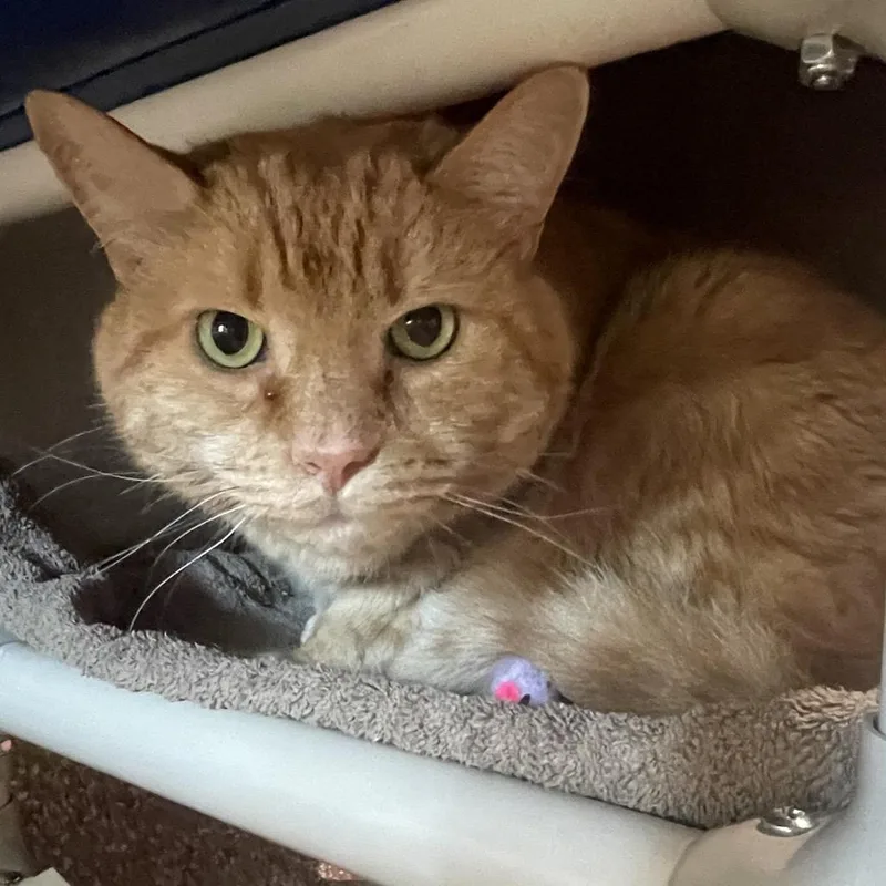 A senior small-sized male Orange / Red Domestic Short Hair cat named Mizu for adoption in Springfield, MA