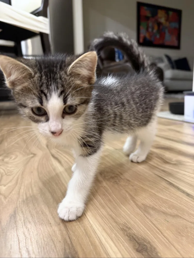 A baby large-sized male Tabby (Gray / Blue / Silver) Domestic Short Hair cat named Raymond for adoption in Rochester Hills, MI