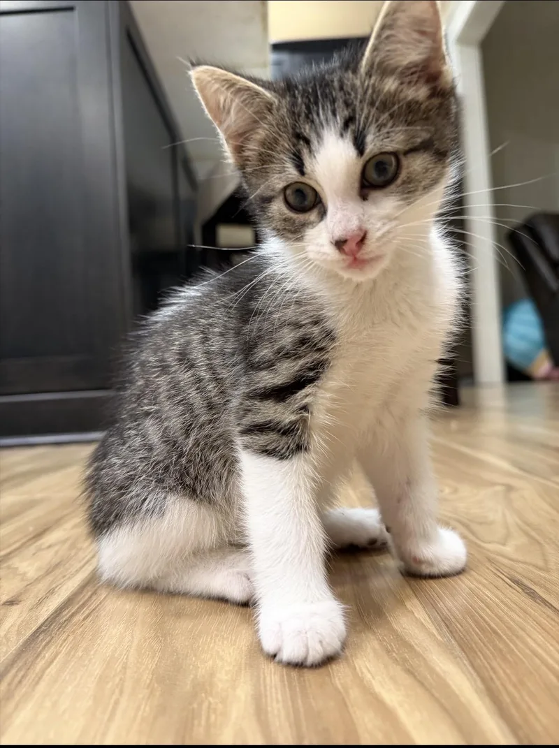 Raymond thumbnail 3