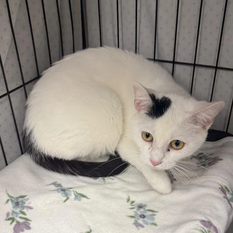 A baby small-sized female Black Domestic Short Hair cat named Nala for adoption in Normal, IL