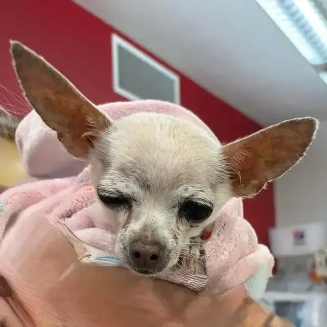 An adult small-sized female White / Cream Chihuahua dog named Trina for adoption in Albuquerque, NM
