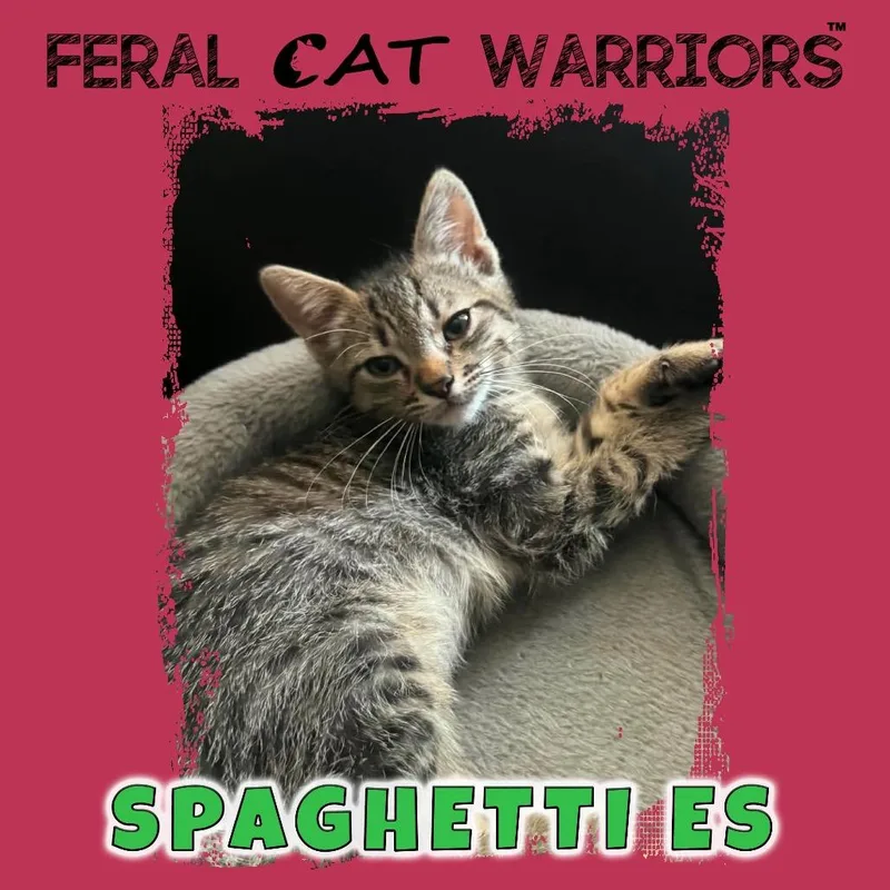 A baby small-sized male Brown / Chocolate Domestic Short Hair cat named Spaghetti ES for adoption in Kingman, AZ