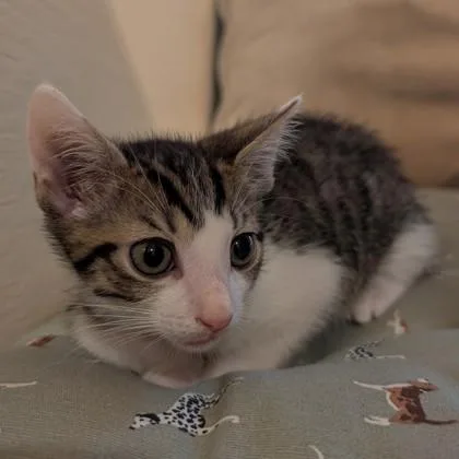 A baby medium-sized male Domestic Short Hair cat named Beani for adoption in Savannah, GA