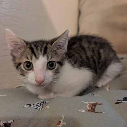 Beani thumbnail 2