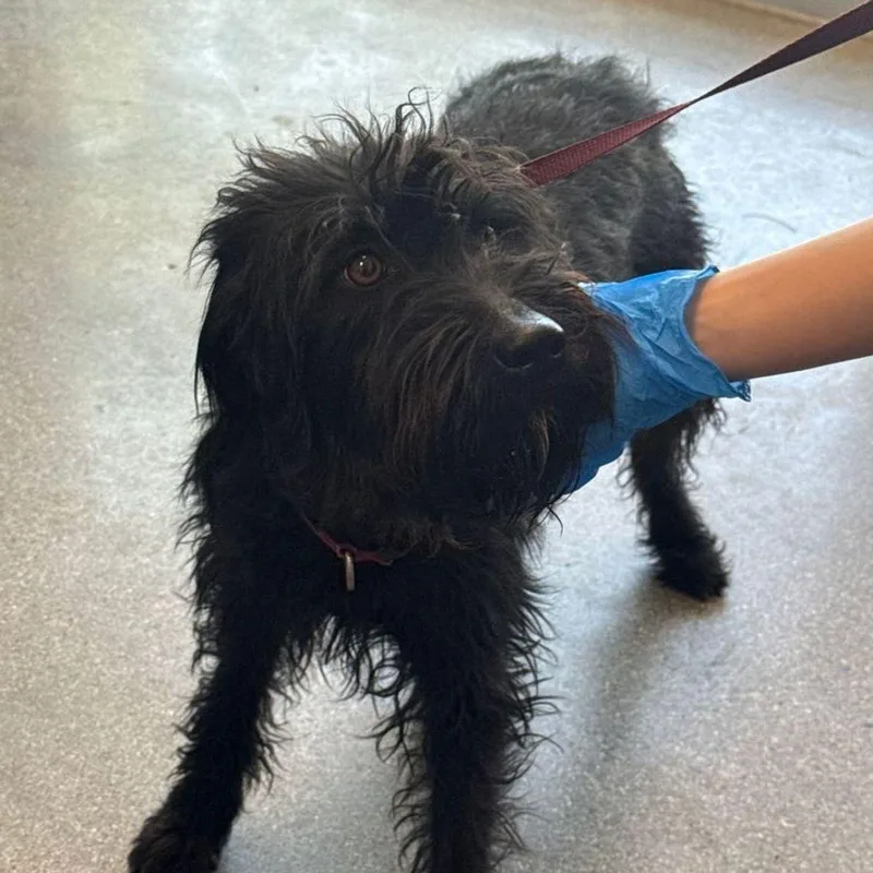 An adult medium-sized female Black Terrier dog named Anne for adoption in Kingman, AZ