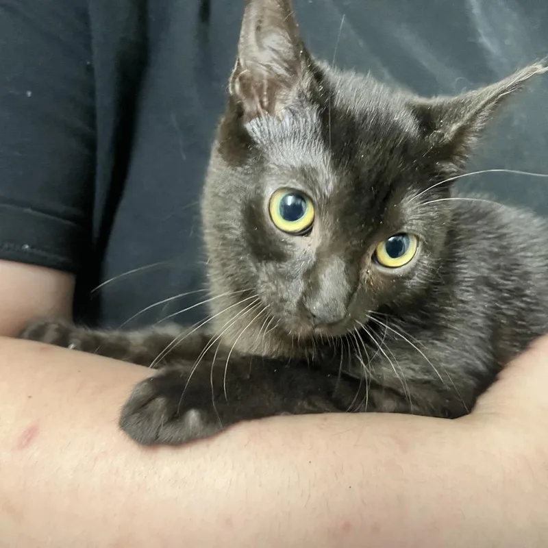 A baby small-sized female Black American Shorthair cat named Lucy for adoption in Melrose, FL