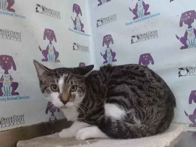 A young small-sized male Domestic Short Hair cat named Namiro for adoption in Orlando, FL