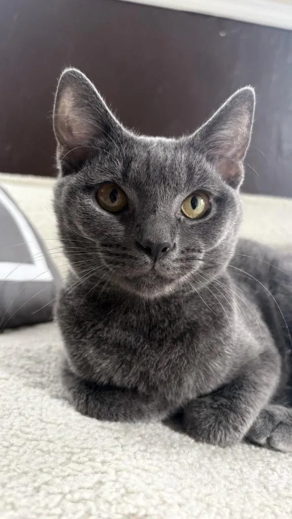 A young medium-sized male Domestic Short Hair cat named Dulcimer for adoption in Cincinnati, OH