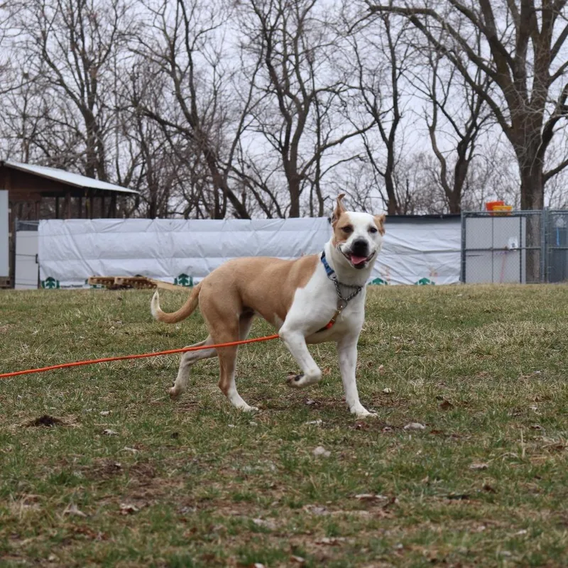 Nutmeg