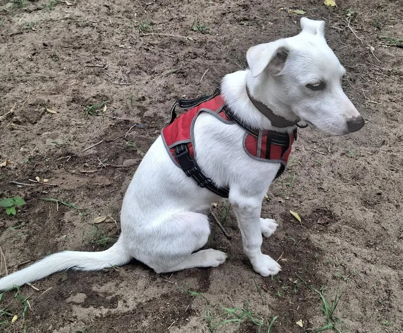 A baby medium-sized male White / Cream Labrador Retriever dog named Sir Charlie for adoption in Colorado Springs, CO