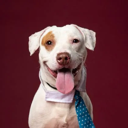 A young medium-sized male Pit Bull Terrier dog named Artemis for adoption in Atlanta, GA
