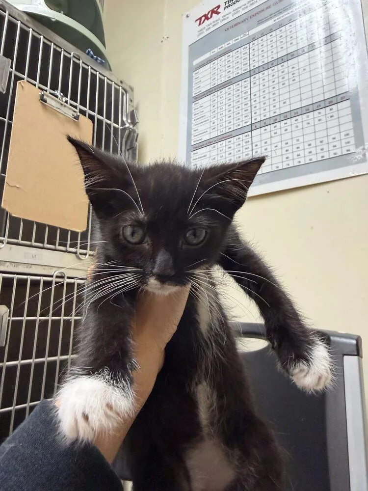 A baby small-sized female Black Domestic Short Hair cat named Joy for adoption in Marietta, GA