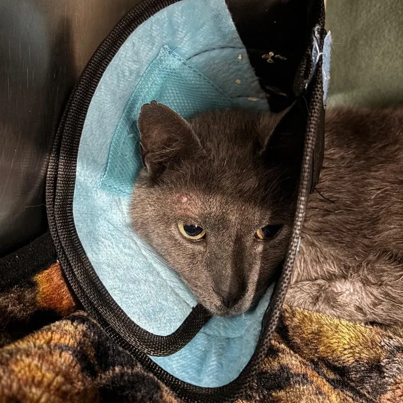 An adult large-sized male Gray / Blue / Silver Domestic Short Hair cat named Bill for adoption in Fairmont, WV