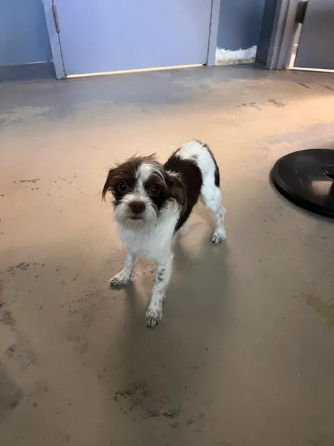 Toby