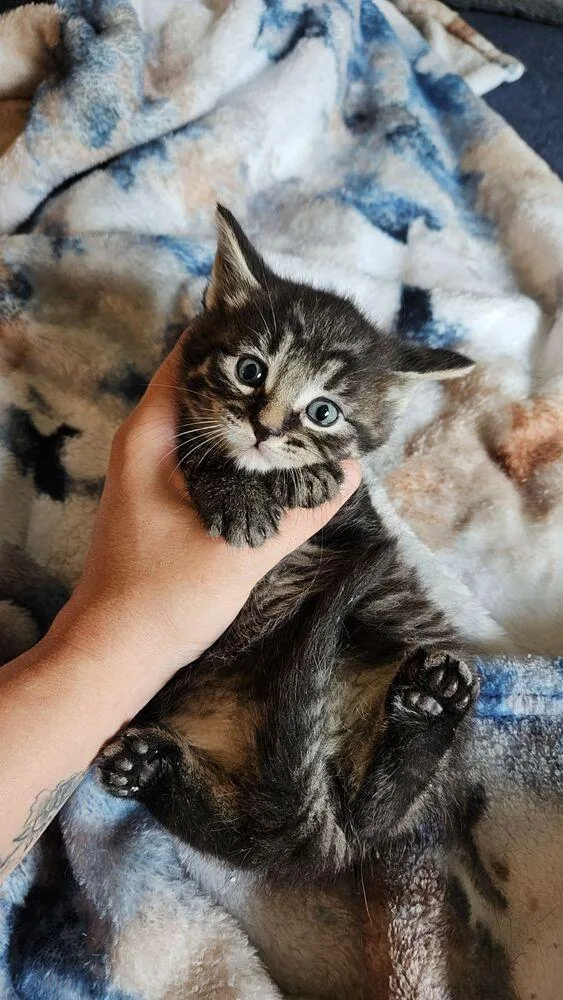 A baby small-sized male Domestic Medium Hair cat named Fettuccine for adoption in Lorain, OH