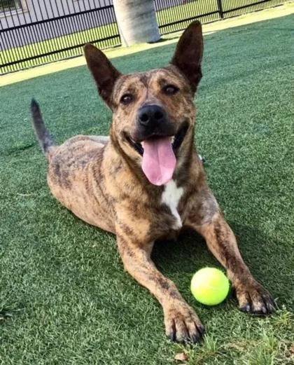 An adult large-sized male Brindle Shepherd dog named Paisley for adoption in Plano, TX