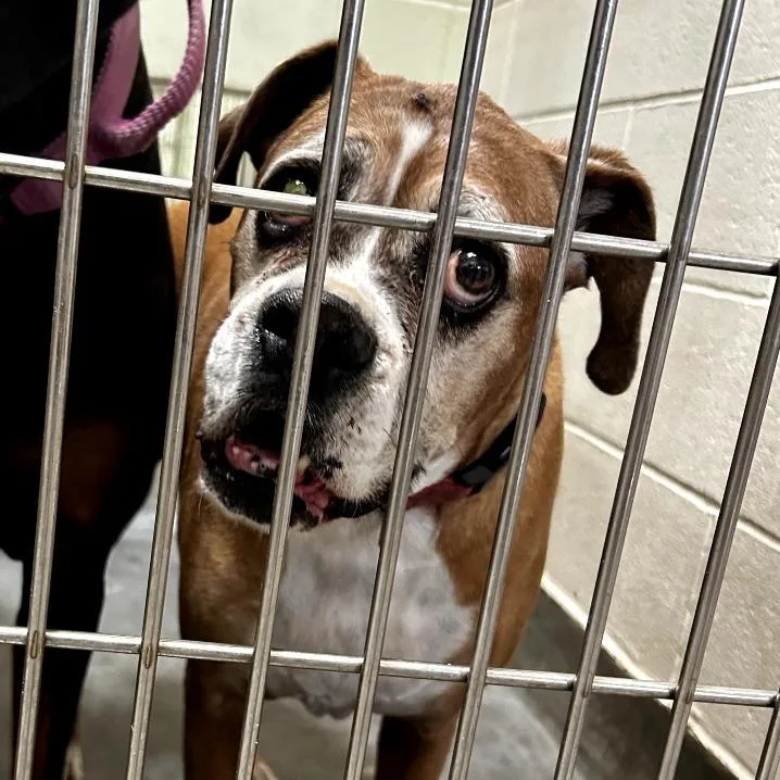 A senior large-sized female Brown / Chocolate Boxer dog named Iepastray_ for adoption in Upland, CA