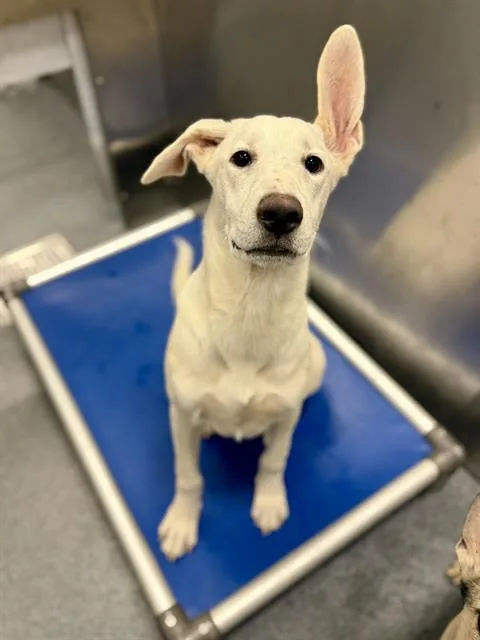 A young large-sized male Mixed Breed dog named Dawson for adoption in Dallas, TX