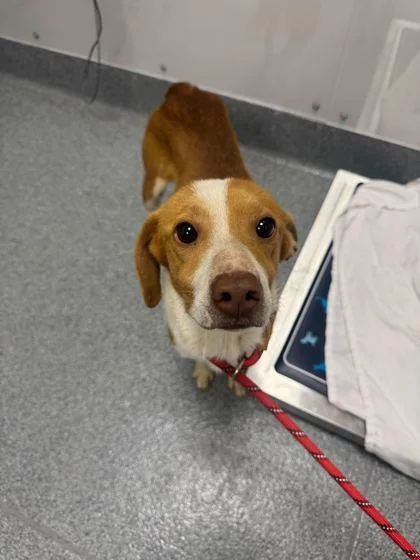 An adult small-sized male Mixed Breed dog named Ej for adoption in Sevierville, TN