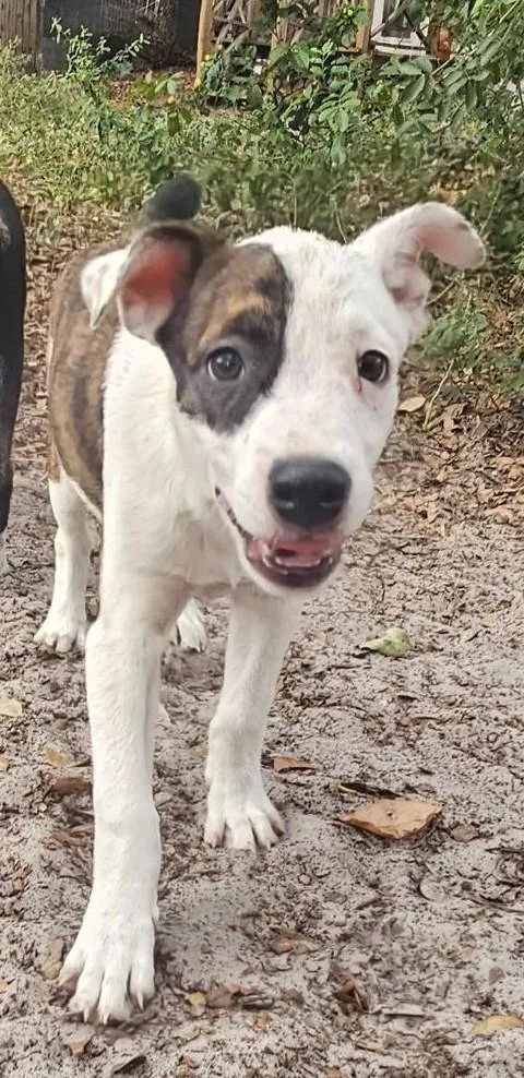 A baby medium-sized female Bicolor Labrador Retriever dog named Roxy Warm for adoption in St. Petersburg, FL