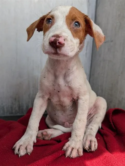 A baby small-sized male Plott Hound dog named Rick for adoption in San Antonio, TX