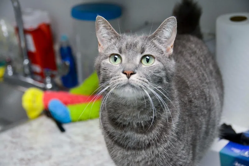 An adult medium-sized female Domestic Short Hair cat named Bobbi for adoption in New Bern, NC