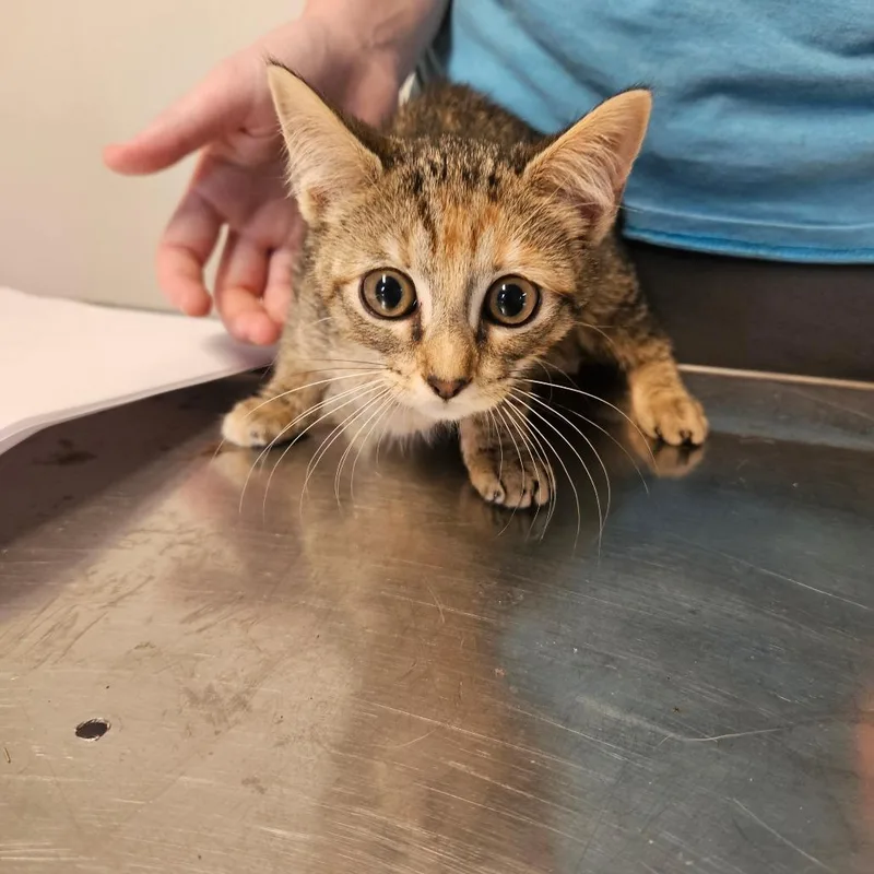 A baby small-sized male Gray / Blue / Silver Domestic Short Hair cat named Putty for adoption in Hattiesburg, MS