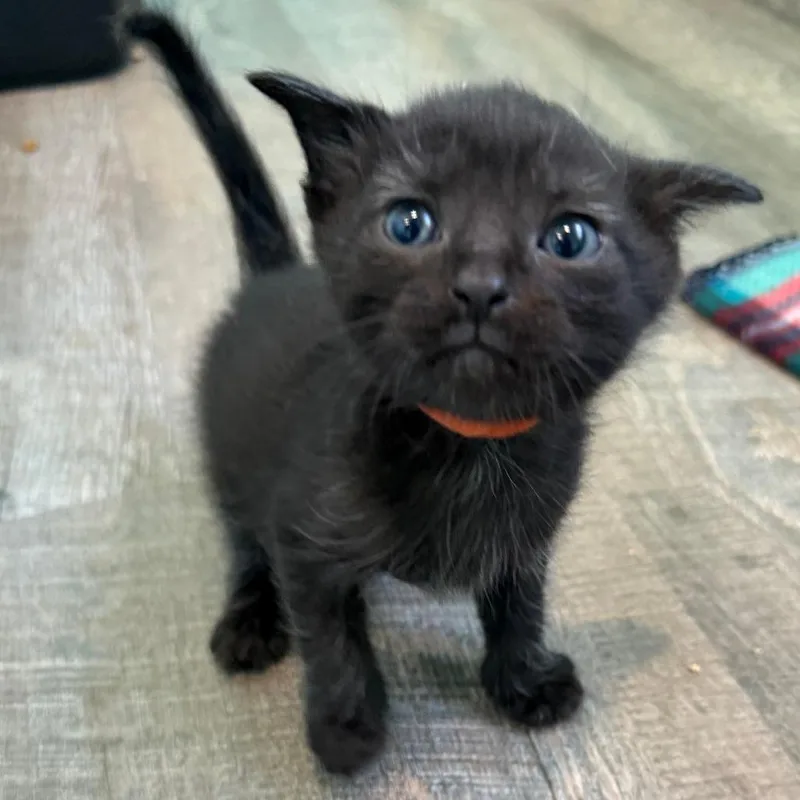 A baby small-sized male Black Domestic Short Hair cat named Arthur for adoption in Marion, VA
