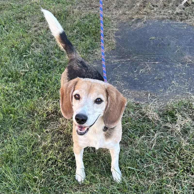 An adult medium-sized male Beagle dog named Buddy Beagle for adoption in Norwood, OH