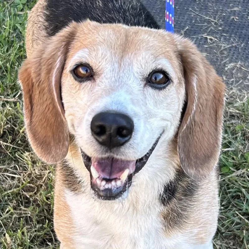 Buddy Beagle thumbnail 2
