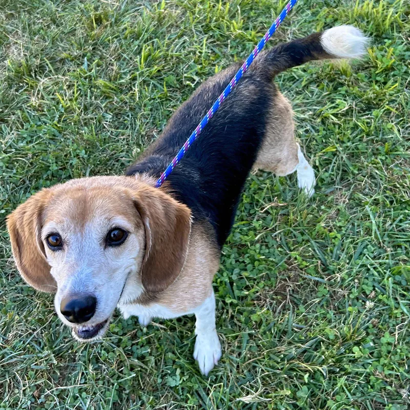 Buddy Beagle thumbnail 3