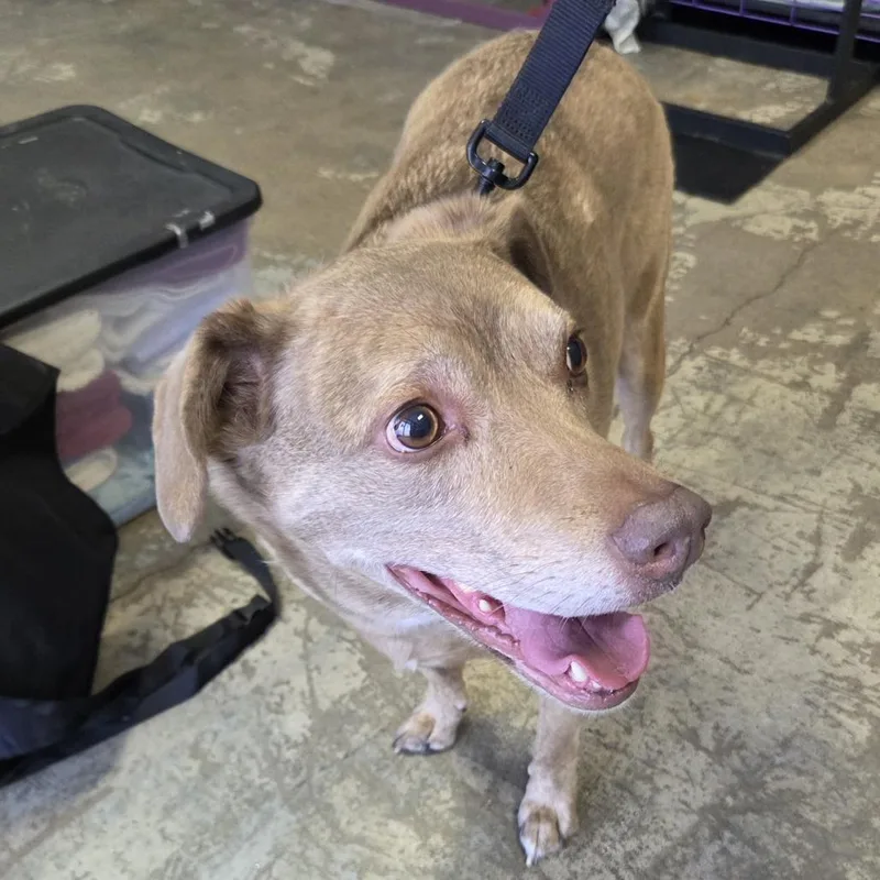 An adult medium-sized male Yellow / Tan / Blond / Fawn Australian Shepherd dog named Jasper for adoption in Branson, MO