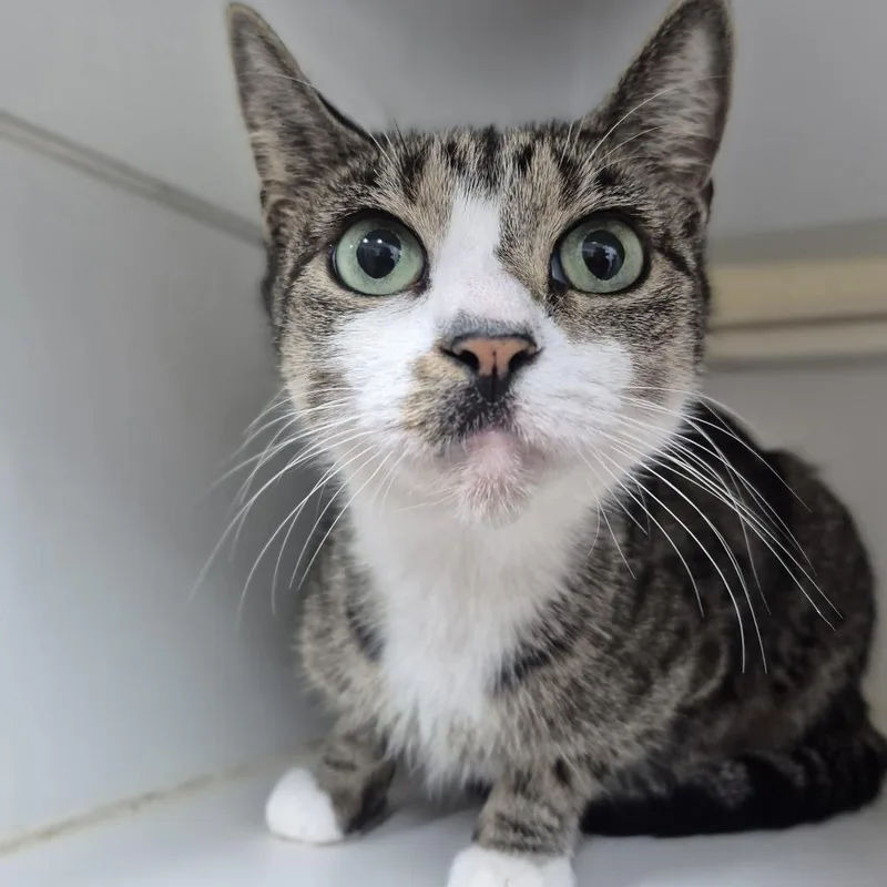 A young medium-sized female White Domestic Short Hair cat named Rockabillie for adoption in Newark, NJ