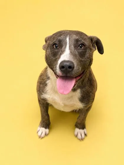 A young medium-sized male Catahoula Leopard Dog dog named Whiskey for adoption in Bowling Green, KY