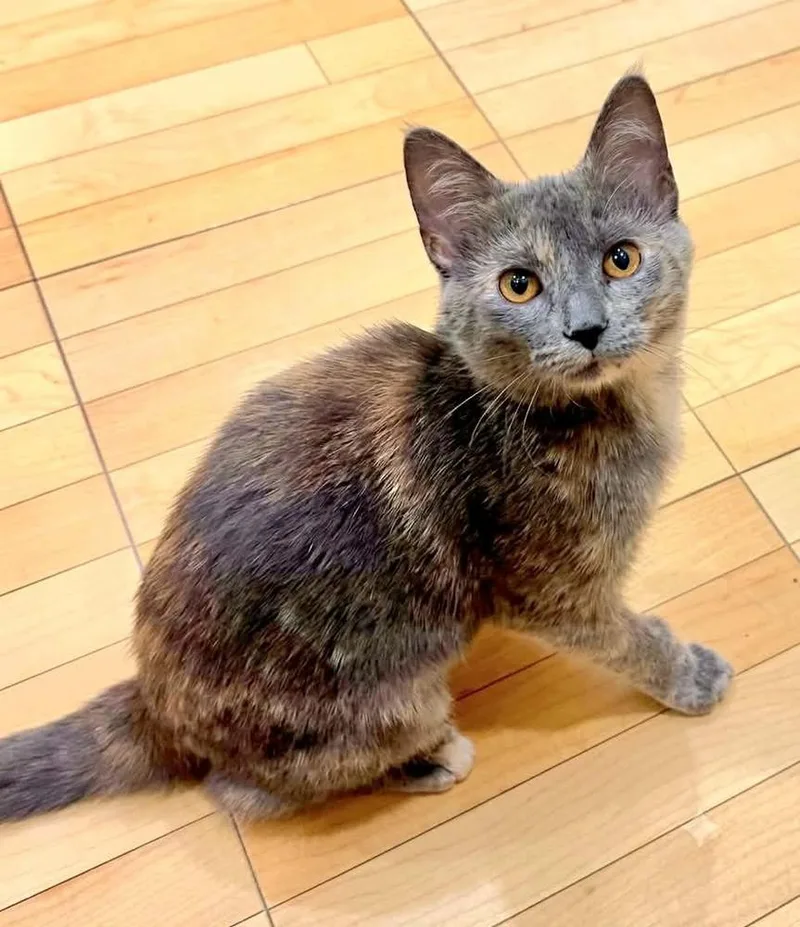 A baby small-sized female Gray & White Domestic Short Hair cat named Jojo for adoption in Plymouth, MN