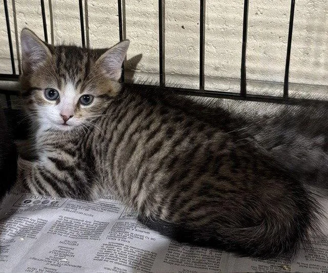 A young medium-sized male Domestic Short Hair cat named Roman for adoption in Apollo, PA
